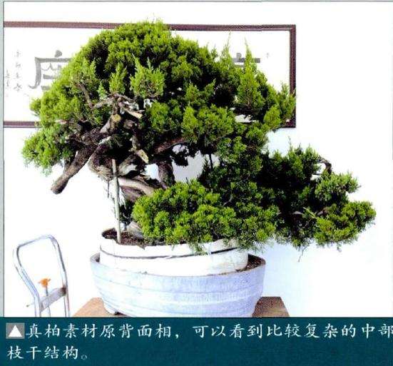 真柏盆景素材原背面相