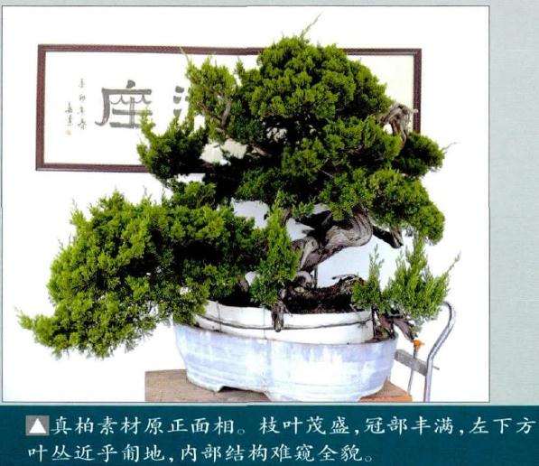 真柏盆景素材原正面相