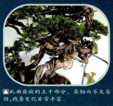 蟠扎曲盘旋的盆景主干部分