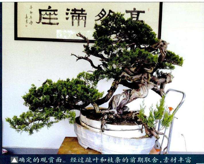 确定盆景的观赏面