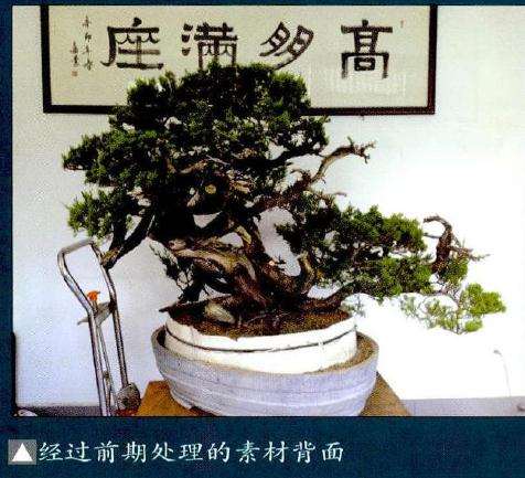 盆景经过前期处理的素材背面