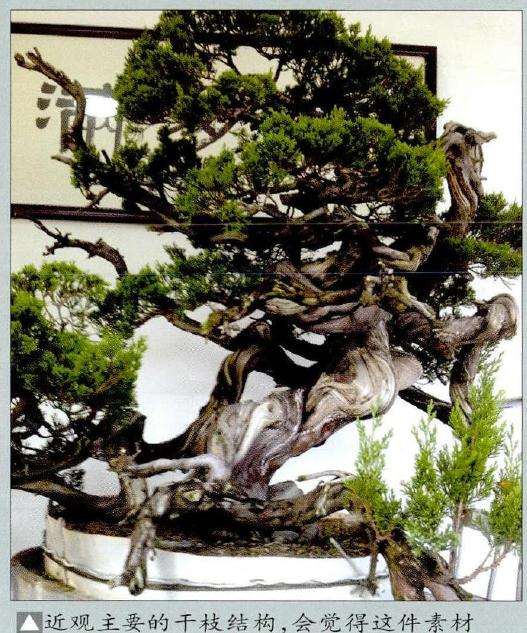 近观主要的盆景干枝结构