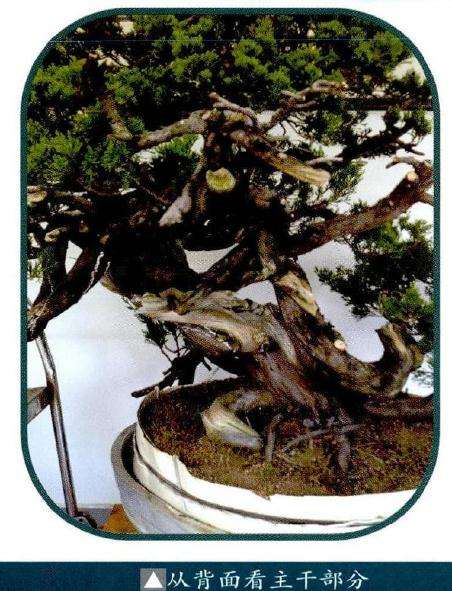 图解 如何制作真柏盆景的计干枝结构