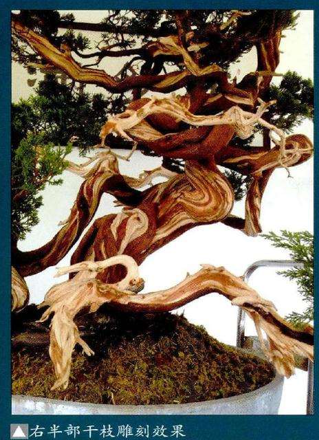 盆景右半部干枝雕刻效果