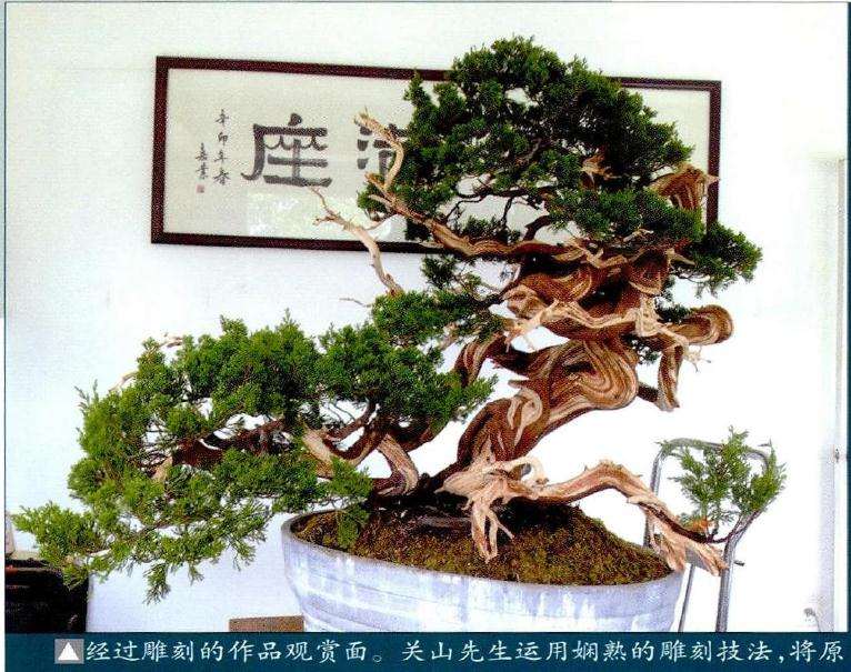 盆景经过雕刻的作品观赏面