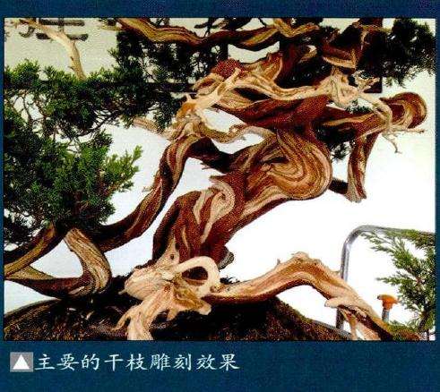 盆景主要的干枝雕刻效果