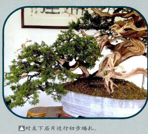 盆景进行初步蟠扎