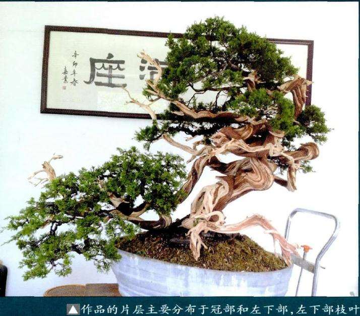 盆景冠部和左下部