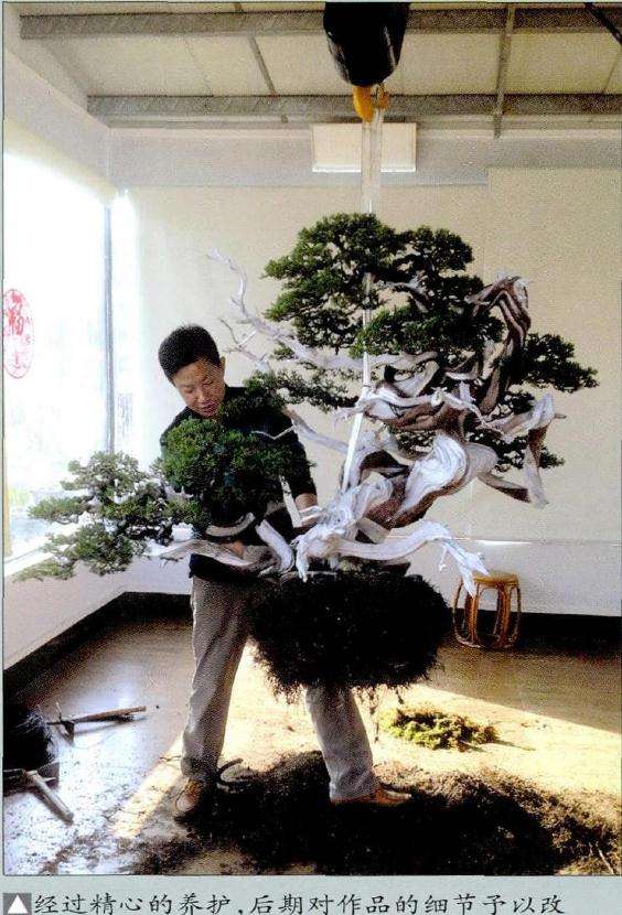 盆景经过精心的养护