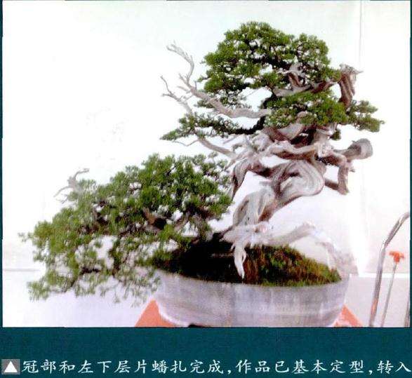 盆景冠部和左下层片蟋扎完成