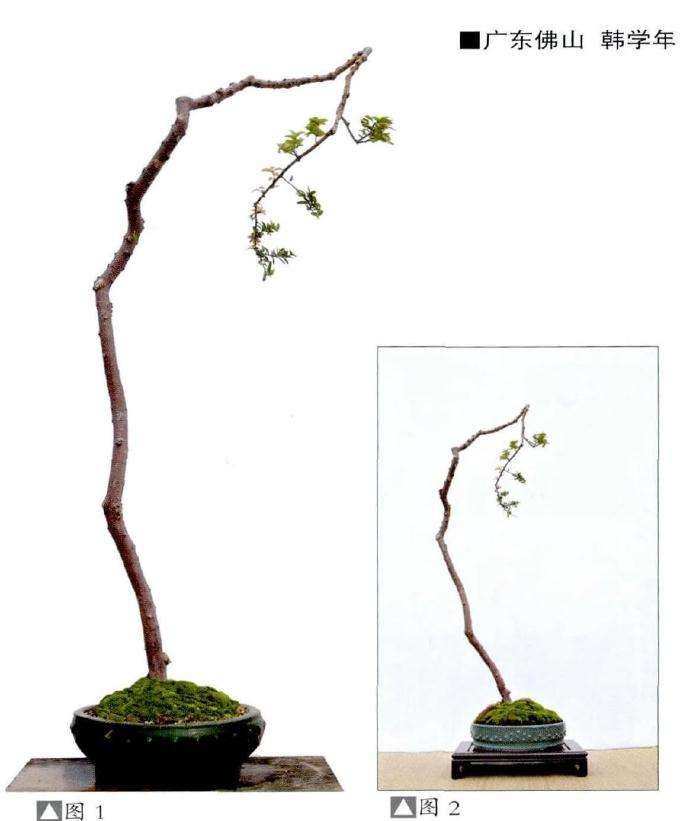 韩学年的素仁格盆景《童梦》 图片