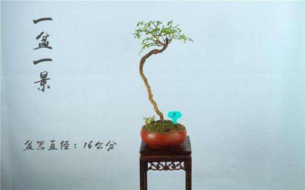 禅树盆景的5个实用性和普世价值