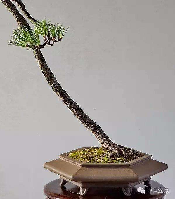 禅树盆景的5个实用性和普世价值