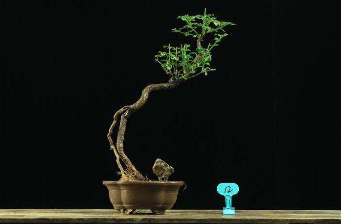 禅画与素仁盆景的5个契合点