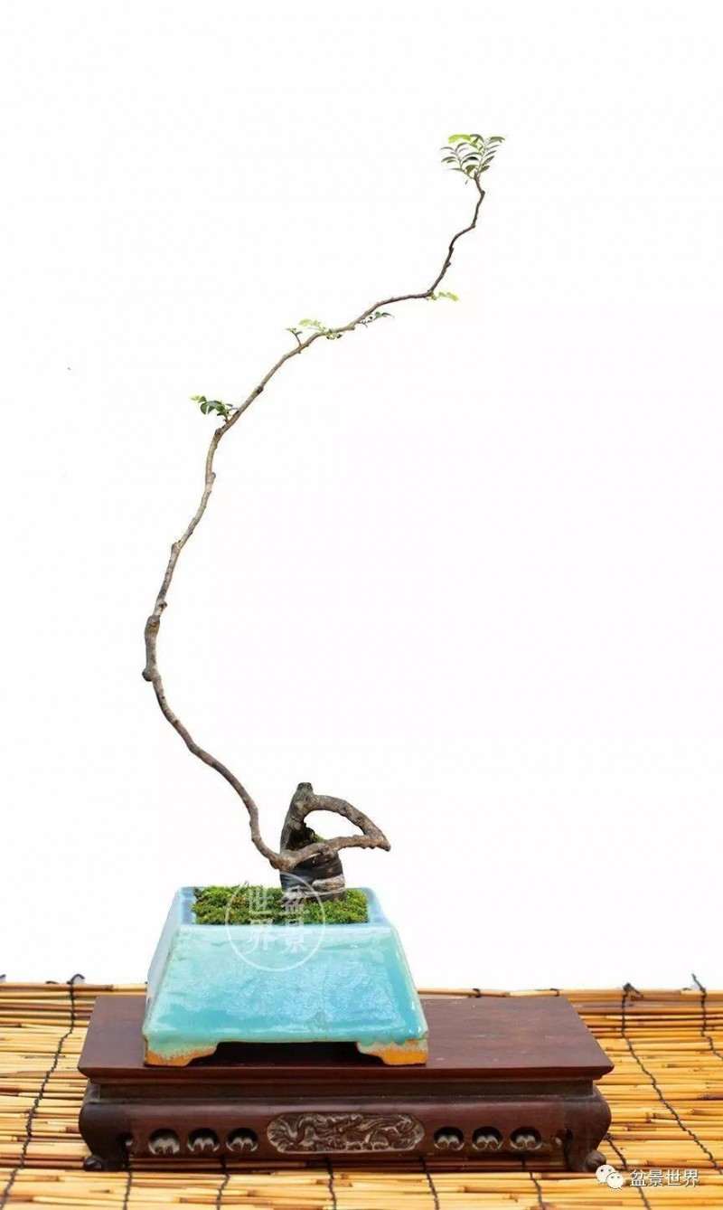 文人树盆景的思维之辩
