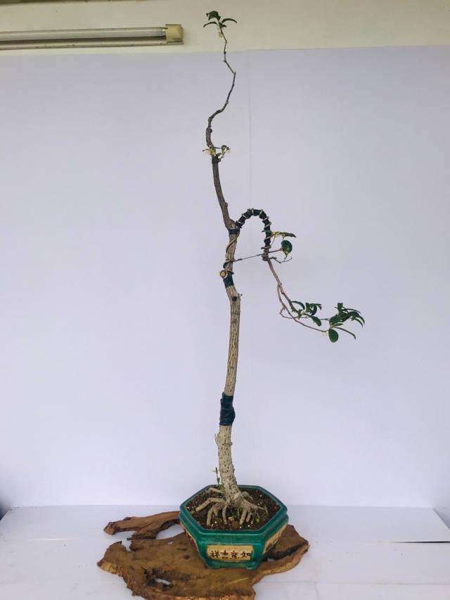 文人树盆景的思维之辩