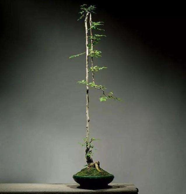 怎么用审美之辩欣赏素仁盆景