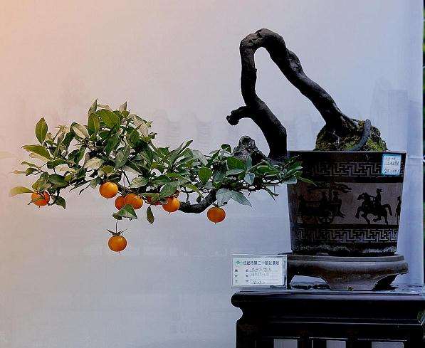 如何才能制作出一个好的川派盆景作品