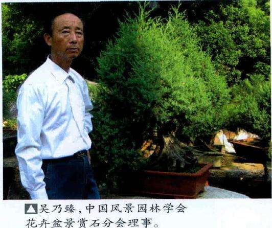 图解 将天然舍利刺柏制作盆景作品