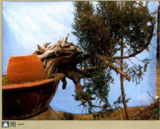 图解 将天然舍利刺柏制作盆景作品