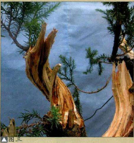 图解 将天然舍利刺柏制作盆景作品