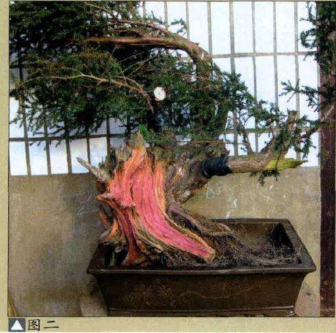 图解 将天然舍利刺柏制作盆景作品