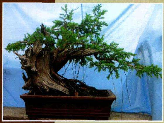 图解 将天然舍利刺柏制作盆景作品