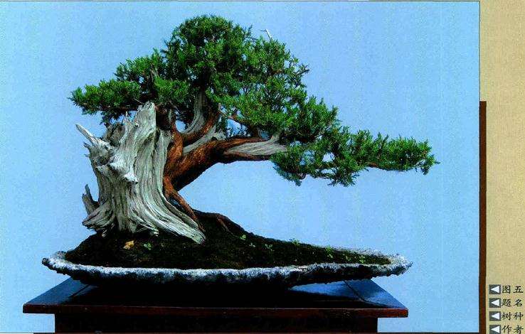 图解 将天然舍利刺柏制作盆景作品