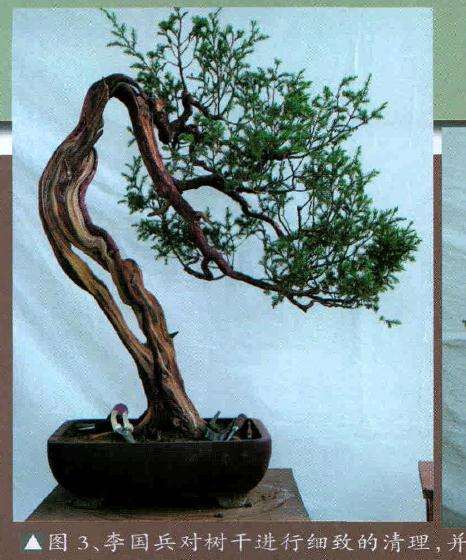 李国兵对盆景树干进行细致的清理