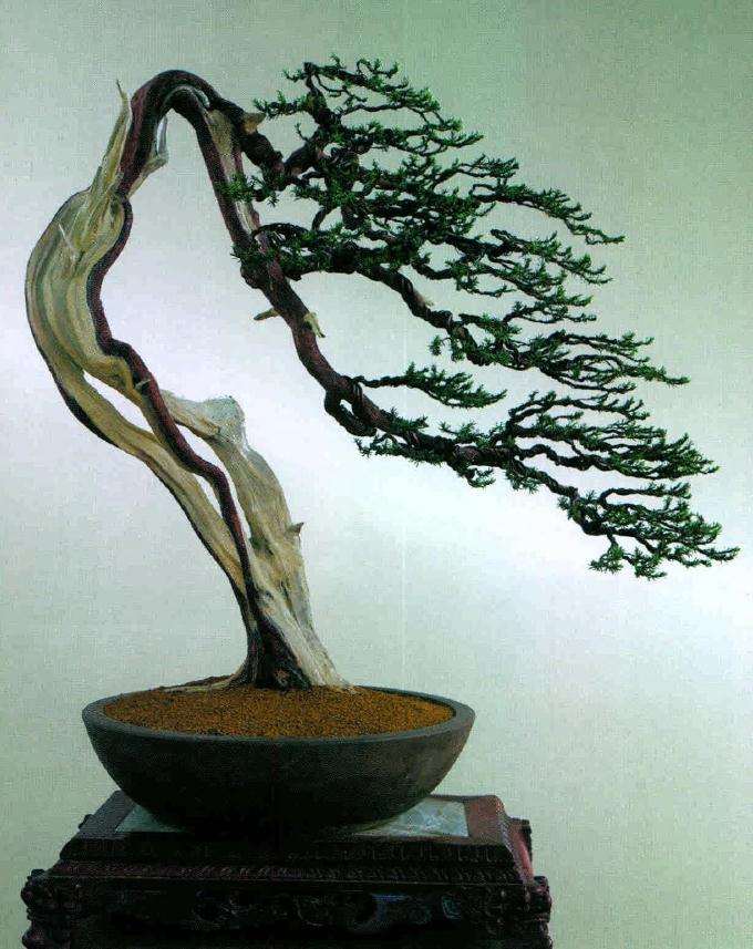 盆景完成制作后的正面效果图