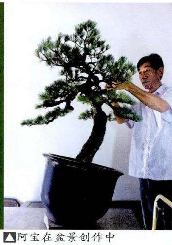 图解 史宝法谈怎么制作五针松盆景的方法