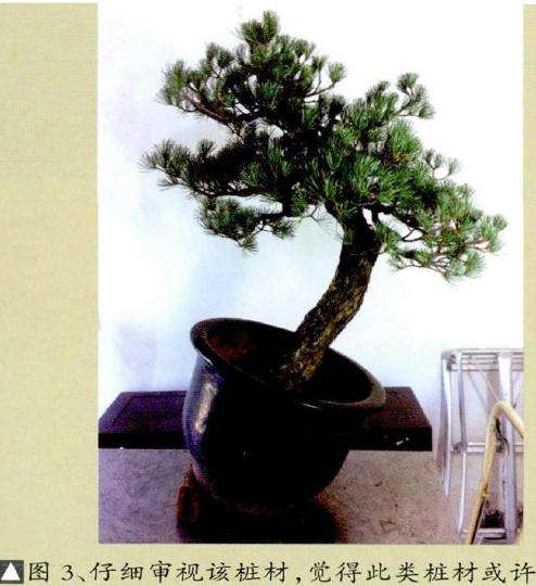 仔细审视该桩材