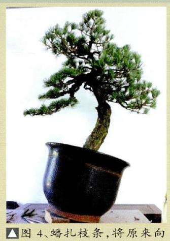 盆景蟠扎枝条