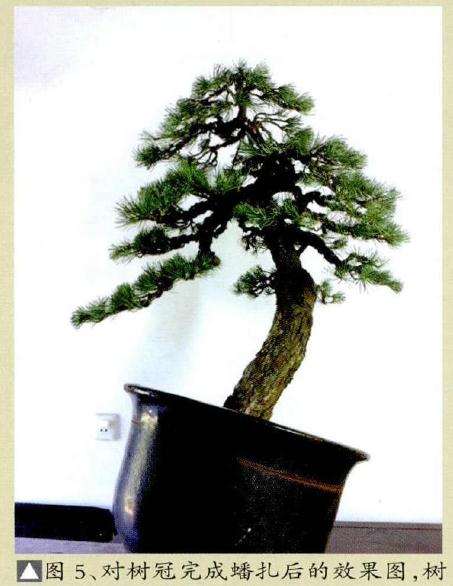 对盆景树冠完成蟠扎后的效果图