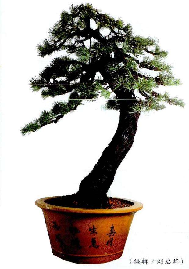 盆景换盆后的效果图