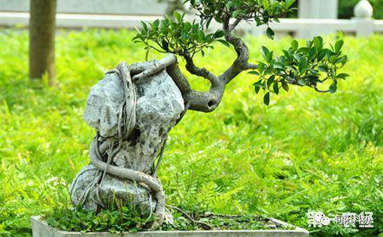 榕树盆景怎么修剪的5个方法