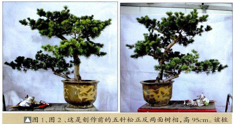 五针松盆景正反两面树相