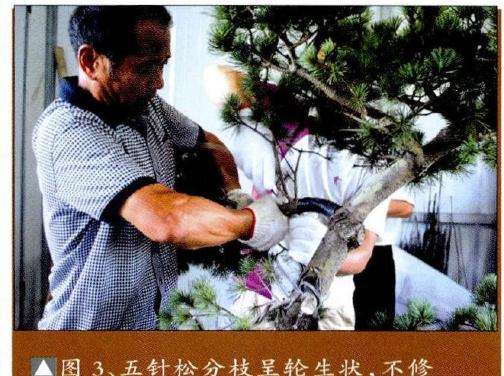 五针松盆景分枝呈轮生状