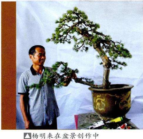 杨明来,宁波满松园园主。经营制作盆景三十余年