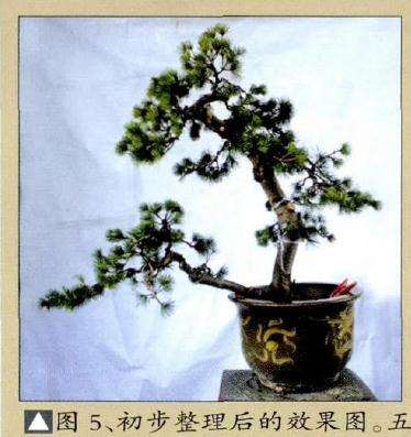 五针松盆景的初次创作