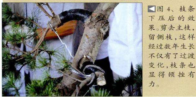 盆景枝条下压后的效果
