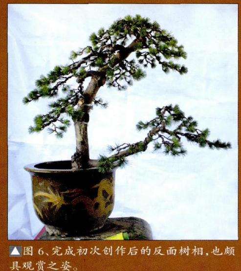 完成初次盆景创作后的反面树相