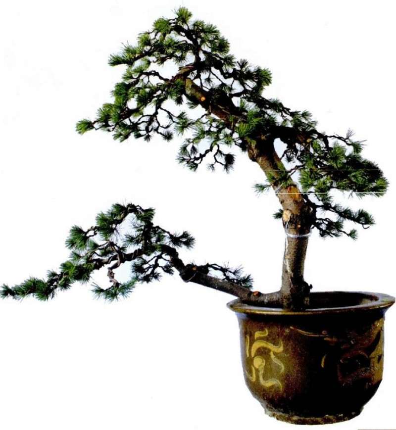 完成初次盆景创作后的正面树相