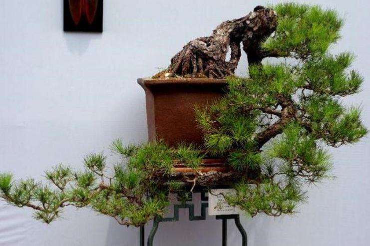 山松盆景新树桩怎么换土的3个方法