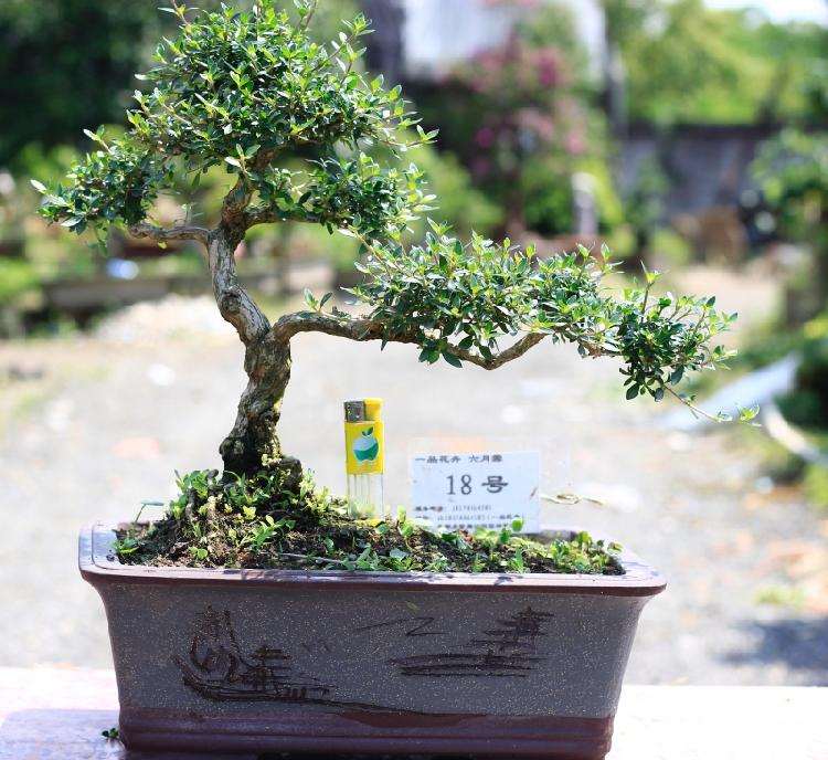 六月雪盆景怎么养护