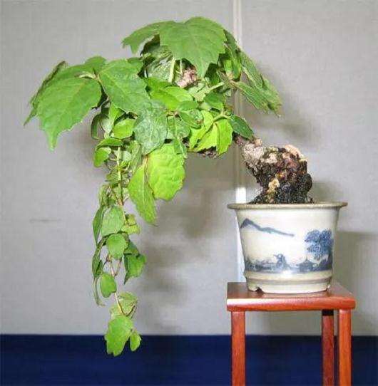 怎么制作葡萄盆景的12个品种选择