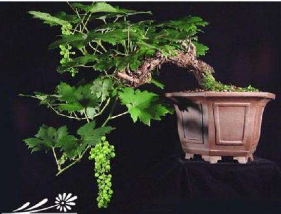 怎么葡萄盆景的4个容器