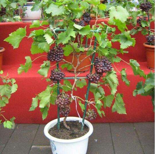 葡萄盆景怎么整形