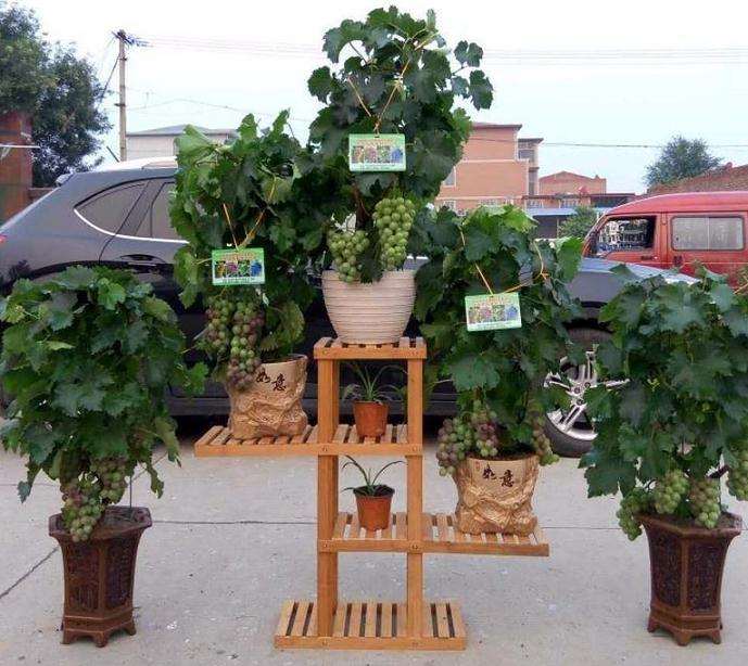 葡萄盆景怎么枝蔓管理