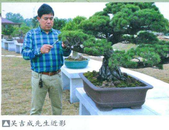 江苏聚松盆景园